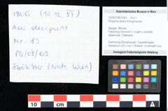 Foto (Detailansicht) von Acer integrilobum Weber sensu Walther (NHMW-GEO-2024-0188-0083)